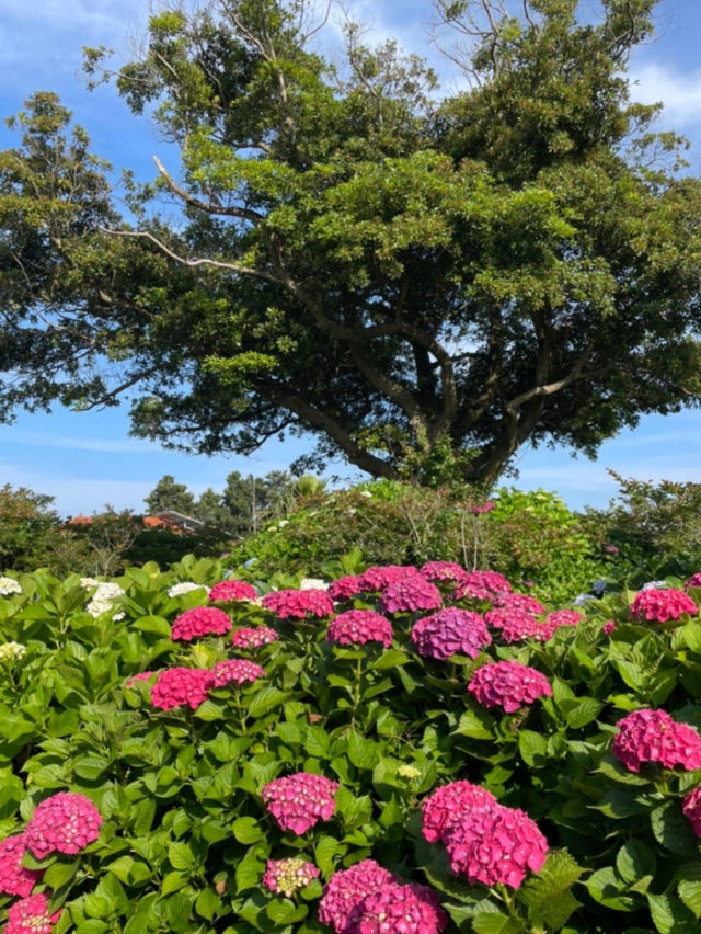 Hydrangeas Spot at the Eastern Part of Jeju