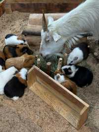 長崎Bio park- 教育與感動兼具的動物園