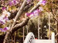 🌳🌸 Taichung Park (臺中公園) Summer Guide: A Lakeside Oasis in the City