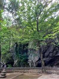 편백 숲길 따라 천년 고찰까지의 상쾌한 숲속 산책🌲