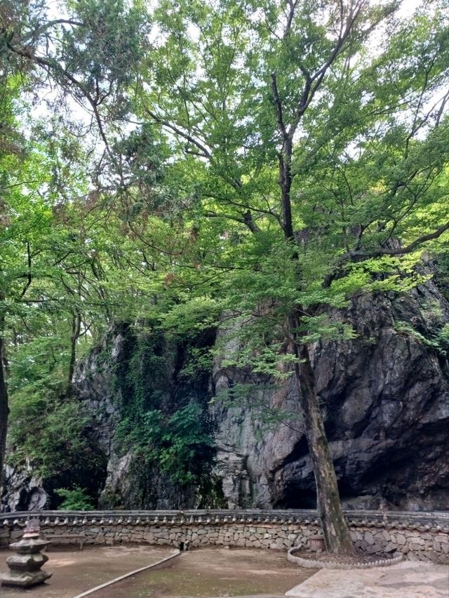 편백 숲길 따라 천년 고찰까지의 상쾌한 숲속 산책🌲