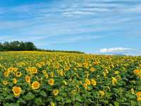 Hokuryu Sunflower Village