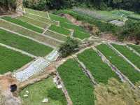 Water Cress Valley in Cameron Highlands