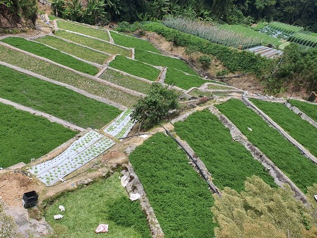 Water Cress Valley in Cameron Highlands