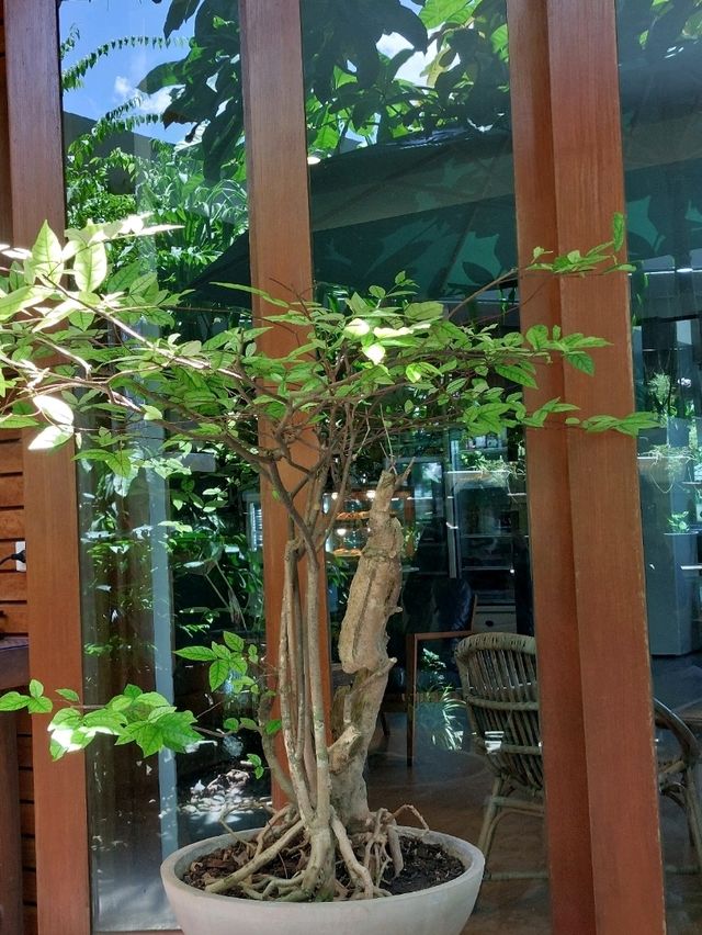 Cafe Restique, Hat Yai