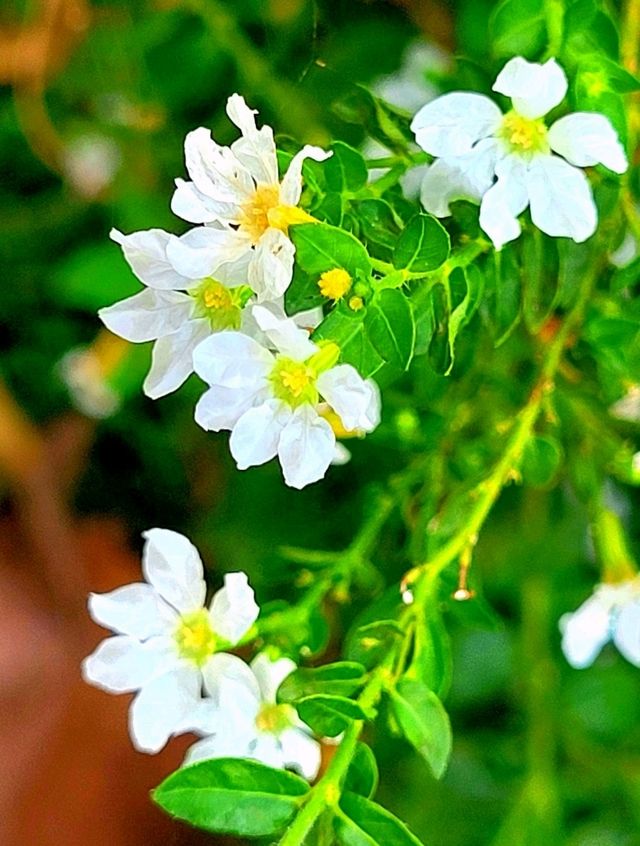 Strolling through the charming Floral Ridge