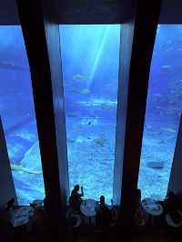 沖繩｜再遠都值得跑一趟 美麗海水族館的黑潮之美