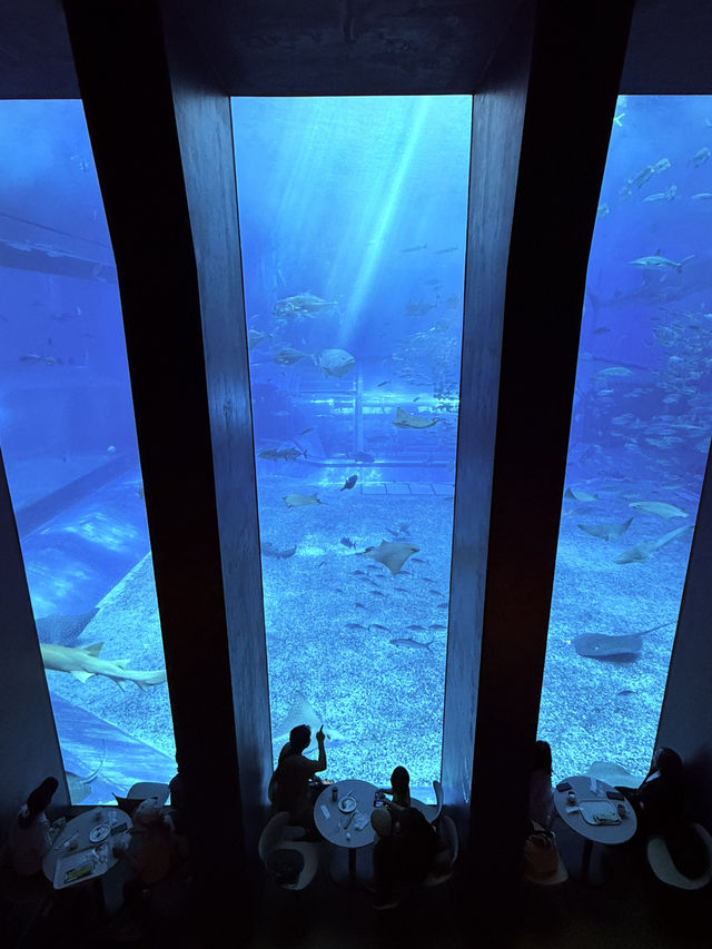沖繩｜再遠都值得跑一趟 美麗海水族館的黑潮之美