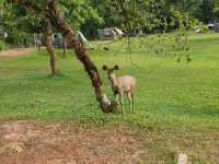🌳 진짜 자연을 만나다, 태국 카오야이 국립공원 🐘🦌🦜