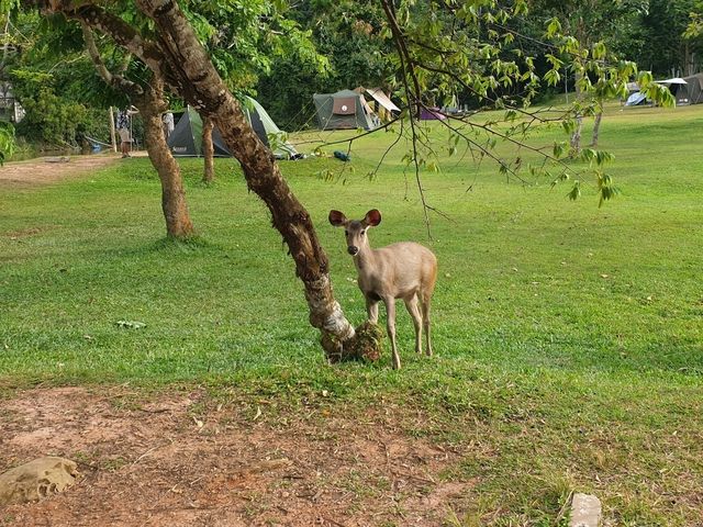🌳 진짜 자연을 만나다, 태국 카오야이 국립공원 🐘🦌🦜