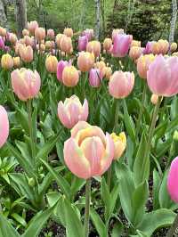 可能係全韓國最靚嘅花園！晨靜樹木園：四季都美到不像話💐💫