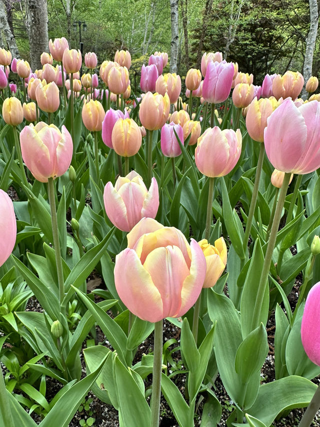 可能係全韓國最靚嘅花園！晨靜樹木園：四季都美到不像話💐💫