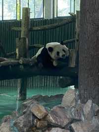比較上海迪士尼，遛娃更值得去的地方- 上海動物園🐯🐼