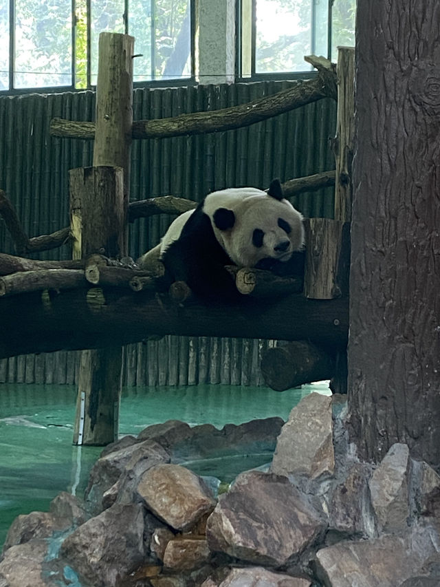 比較上海迪士尼，遛娃更值得去的地方- 上海動物園🐯🐼