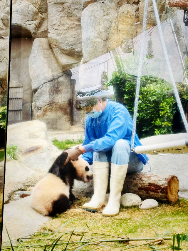 【黃竹坑】香港海洋公園：探訪大熊貓雙胞胎家姐細佬