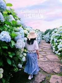 🩷 山茶花之丘  Camellia Hill 카멜리아힐 💜