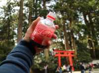 📍箱根神社 · 森林中的靜謐力量