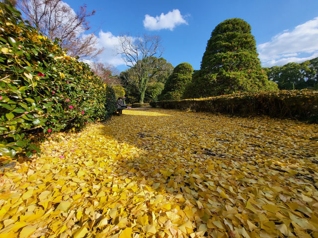 四季皆美的京都府立植物園