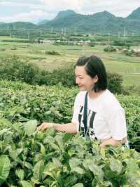 我們是為了大茶壺而來的