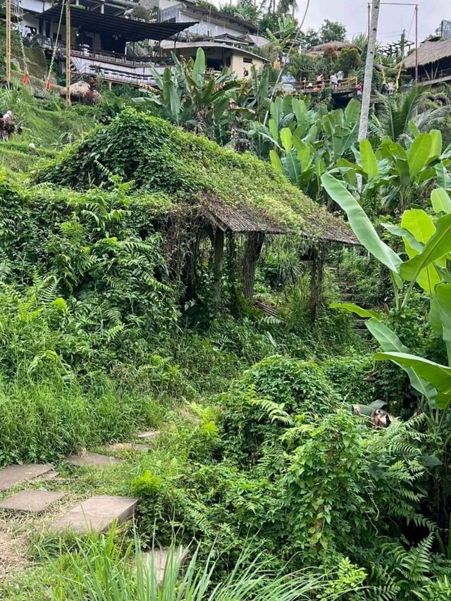  Emerald Steps & Morning Magic: Tegalalang Rice Terrace