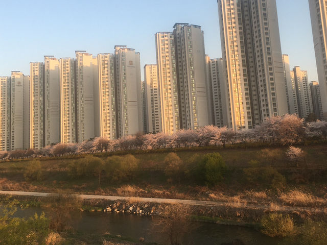 성내천의 봄