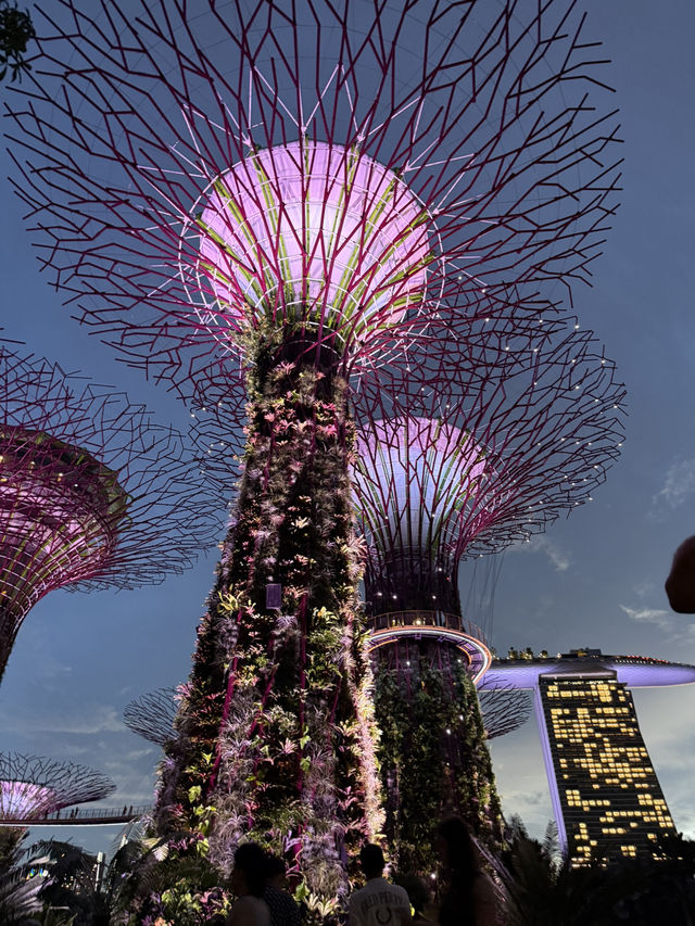 An Unforgettable Night at Supertree Grove 