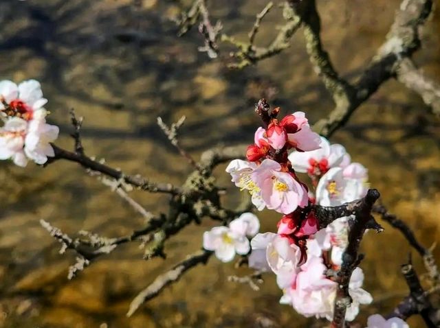Changgyeonggung Palace Gardens: A Peaceful Green Escape in Seoul