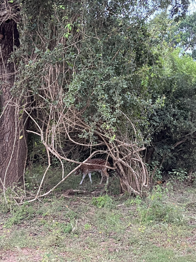 🐘 Wild Encounters at Yala Safari, Sri Lanka 🐾
