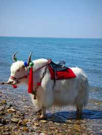 The Sacred Blue: Qinghai Lake and the Soul of the Plateau