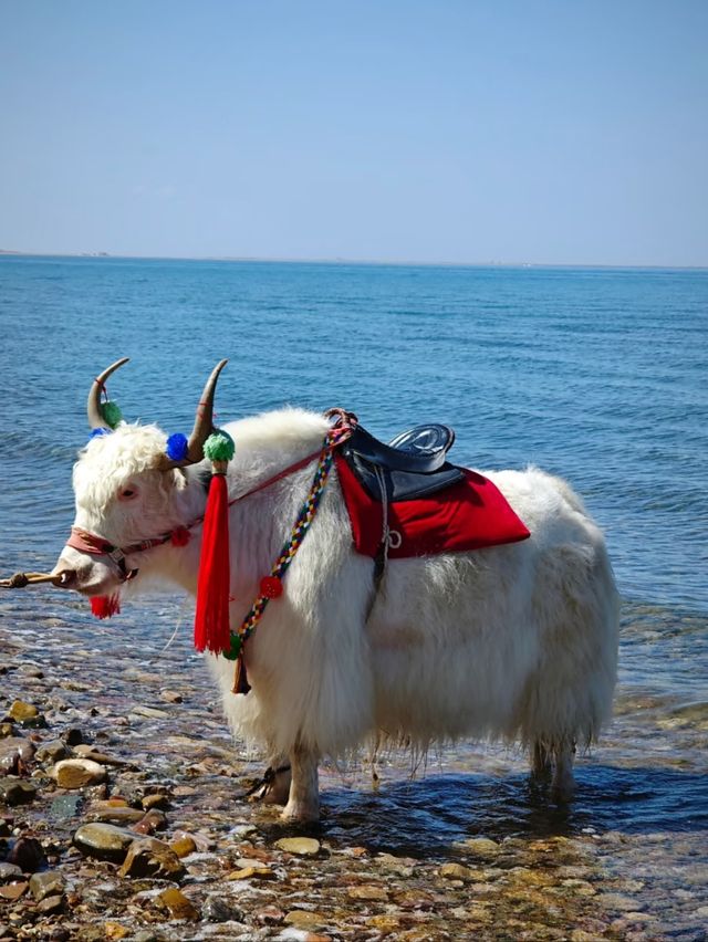 The Sacred Blue: Qinghai Lake and the Soul of the Plateau