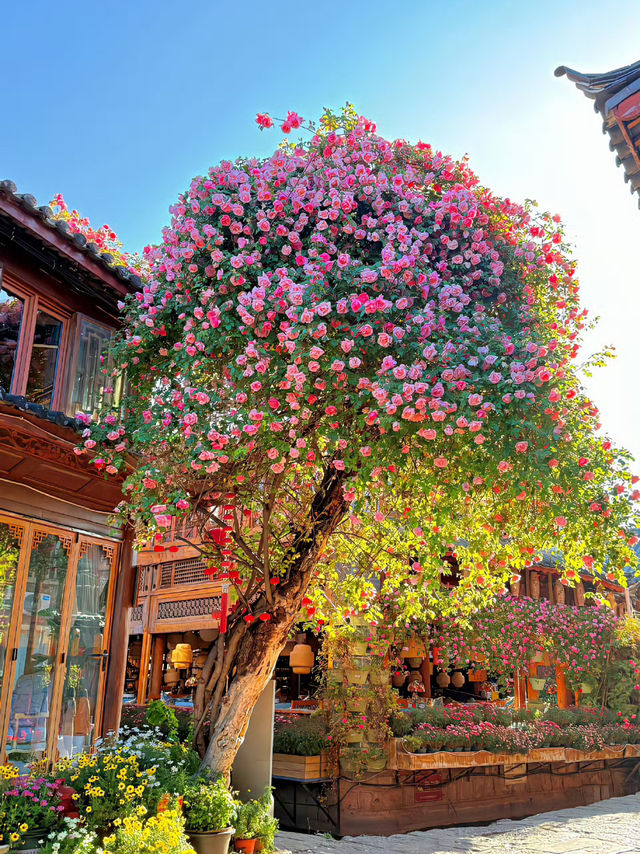 🌄 Lijiang — A Place You’ll Never Regret Visiting