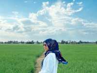 Golden Views in Alor Setar – Where Peace Meets the Padi 🌤️