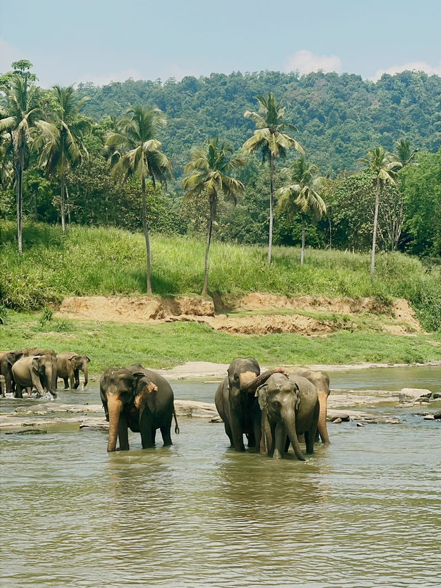 【ピンナワラゾウの孤児院】🇱🇰スリランカ