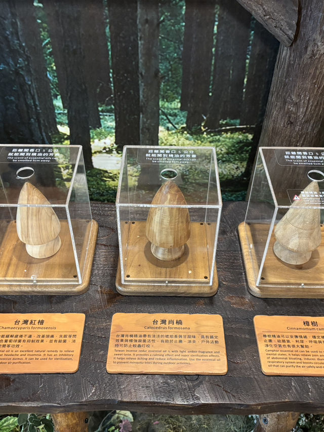出國前最後一站也能充滿森林療癒🍃桃園機場「木育森林候機室」