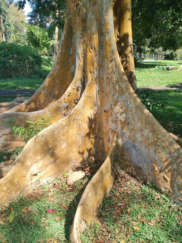 Exploring the Lush Sir Seewoosagur Ramgoolam Botanical Garden