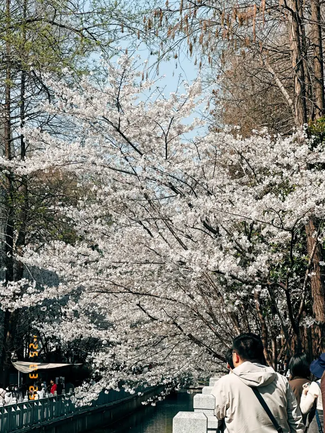 Spring in Nanjing