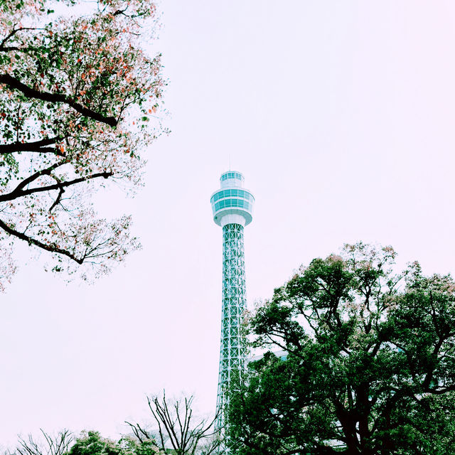 📸✨春の山下公園で横浜マリンタワーと桜、ホテルニューグランドと桜を一緒に撮影できる場所とコツ