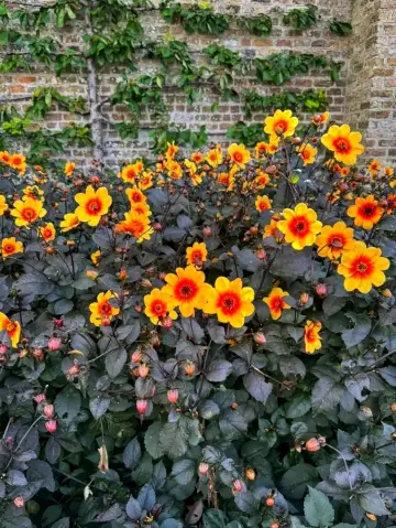 Phoenix Park – Europe’s Green Giant 🌿🇮🇪