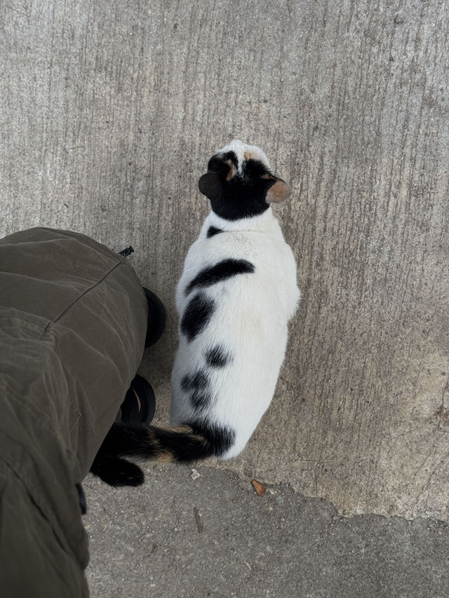 🌿✨ บ้านป่าเหมี้ยง หมู่บ้านเล็ก ๆ ท่ามกลางขุนเขา