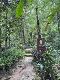 ป่าในเมือง 