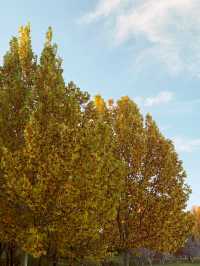 🍁 Fragrant Hills: Beijing's Autumn Fireworks Display! 🎇