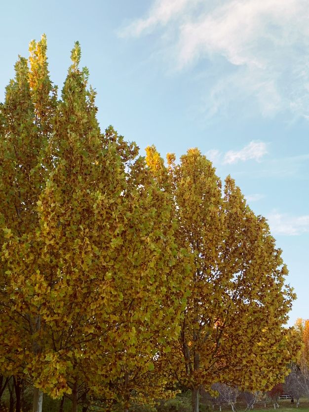 🍁 Fragrant Hills: Beijing's Autumn Fireworks Display! 🎇 🍁 Fragrant Hills: Beijing's Autumn Fireworks Display! 🎇