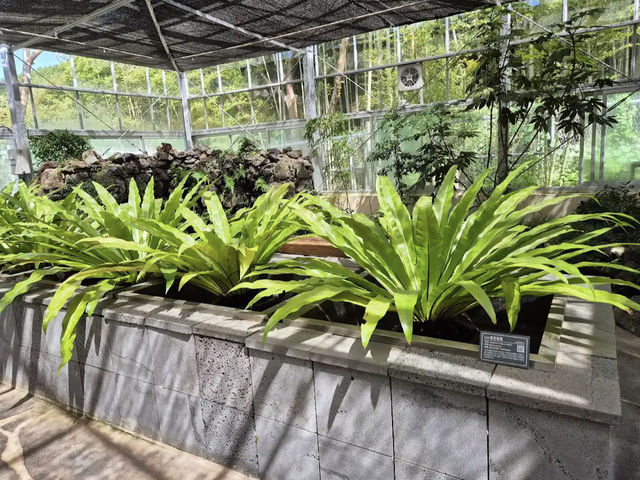 Halla Arboretum, Jeju Island,S.Korea