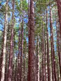 🌳 Redwood Forest, Rotorua: Walk Among Giants in a Californian Dream! 🌲