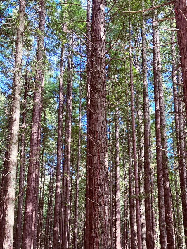 🌳 Redwood Forest, Rotorua: Walk Among Giants in a Californian Dream! 🌲