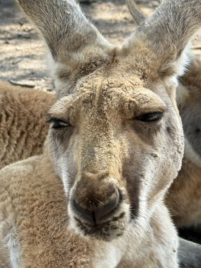 西澳動物園