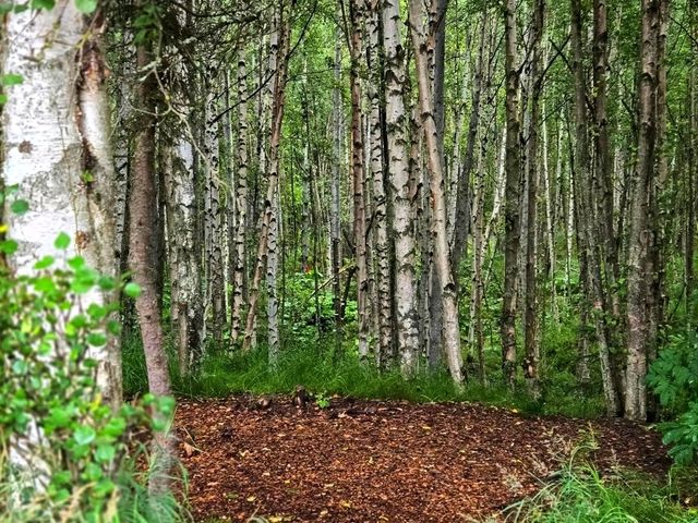 🌄 Anchorage – Alaska’s Wild Heart Between Mountains and Sea