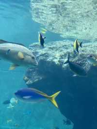 【沖縄旅行】世界的に有名な美海水族館🐡一度は行くべき!