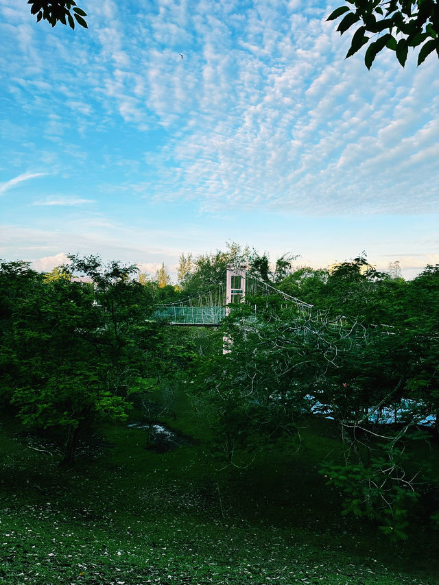 A Blooming Escape at Taman Awam Miri A Blooming Escape at Taman Awam Miri