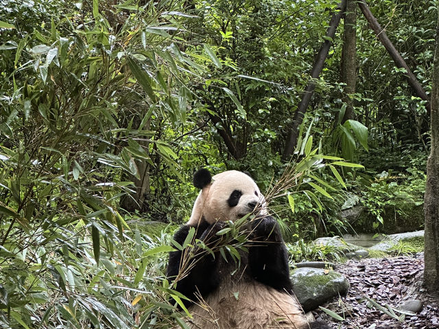Side trip from Chengdu